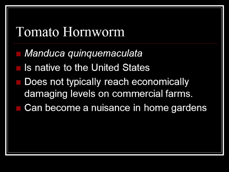 Tomato Hornworm Manduca quinquemaculata Is native to the United States Does not typically reach